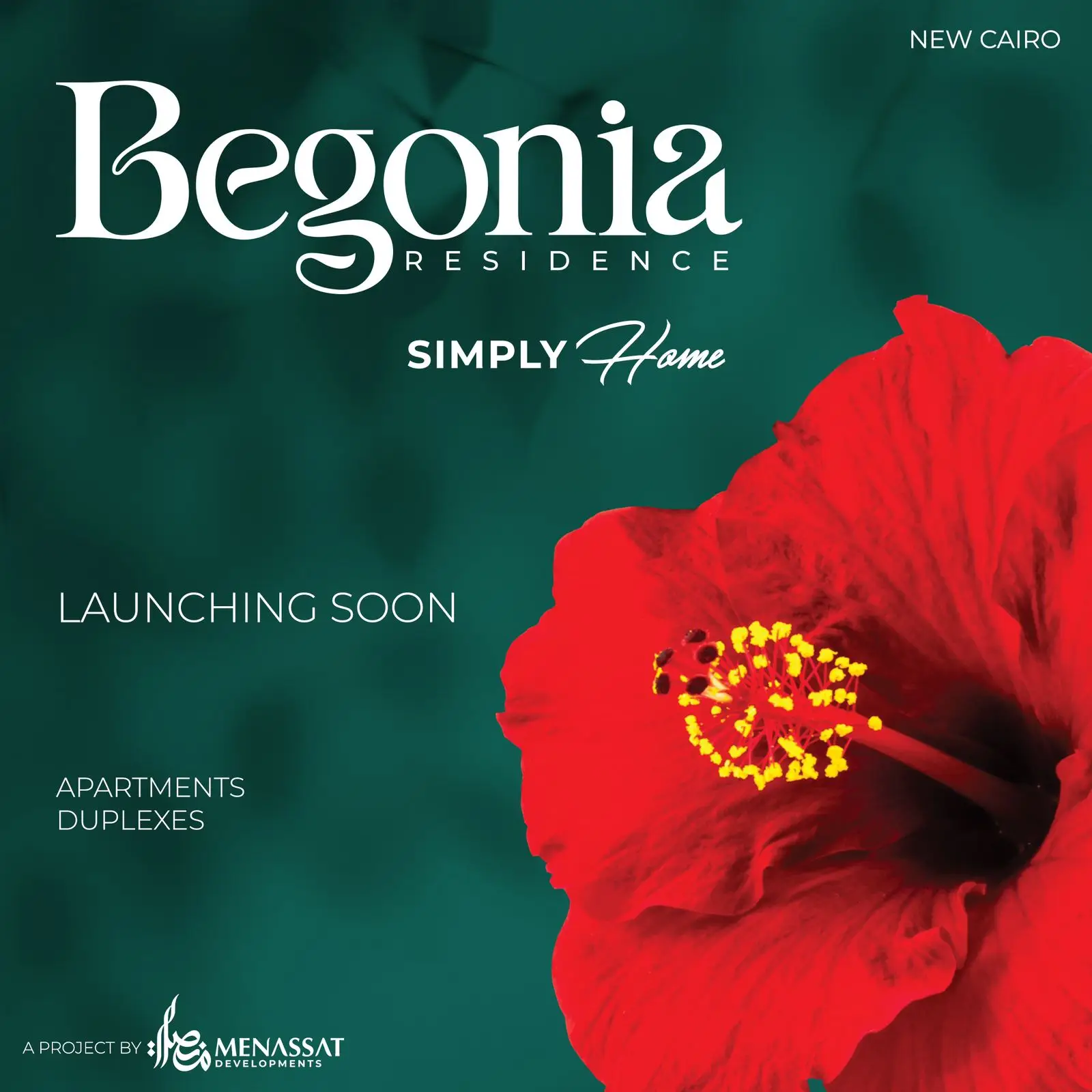 begonia