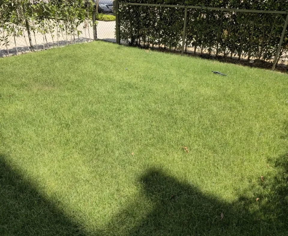 Garden lawn with hedge - studio in Fifth Square, New Cairo