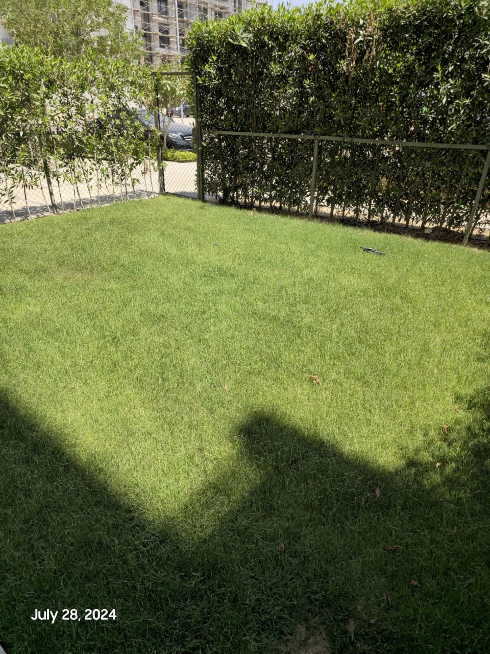 Garden lawn with hedge - studio in Fifth Square, New Cairo