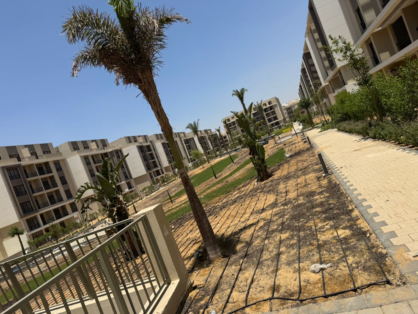 Palm tree and path beside the apartment buildings - apartment in Fifth Square, New Cairo
